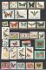 BUTTERFLIES & MOTHS of the WORLD